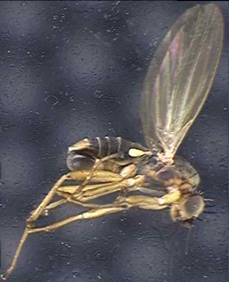 Lonchoptera lutea